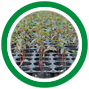 servicios-plantines